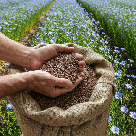 Common Flax, Brassicas - 1 Pound image number null